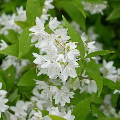 Дейция шершавая в Саранске