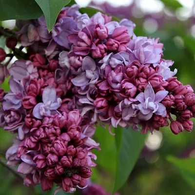 Сирень П.П.КОНЧАЛОВСКИЙ в Саранске