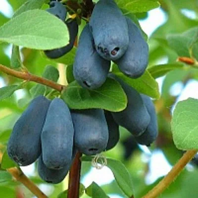 Жимолость съедобная ЮГАНА  Жимолость съедобная ЮГАНА в Саранске