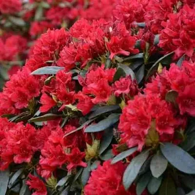 Рододендрон БУЗУКИ в Саранске