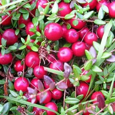 Клюква ПИЛИГРИМ в Саранске