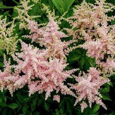 Астильба СЕСТРА ТЕРЕЗА Арендса  Астильба СЕСТРА ТЕРЕЗА Арендса в Саранске