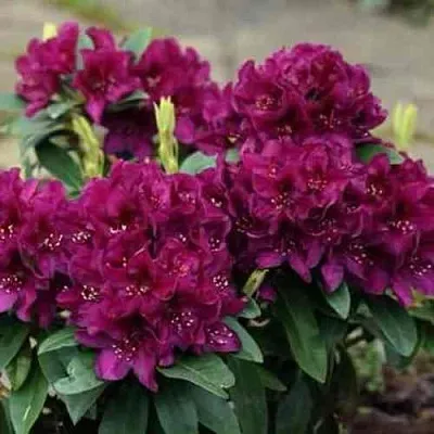 Рододендрон КАЛИ в Саранске