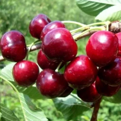 Вишня ВЯНОК — описание сорта Вишня ВЯНОК в Саранске