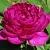 Пион БАРХАТ НОЧИ травянистый в Саранске