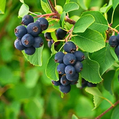 Ирга КОЛОСИСТАЯ в Саранске