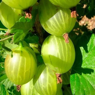 Крыжовник МАЛАХИТ в Саранске