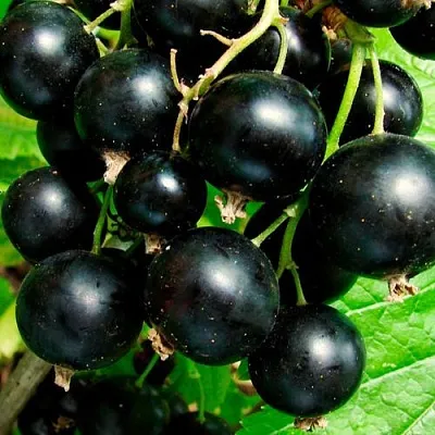 Чёрная  Чёрная в Саранске