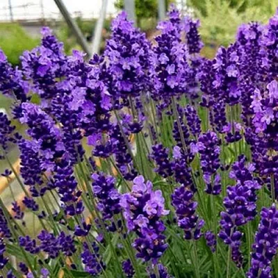 Лаванда ХИДКОТ БЛЮ узколистная в Саранске