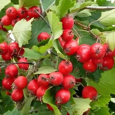 Боярышник СВАЯК в Саранске