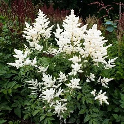 Астильба ДОЙЧЛАНД японская  Астильба ДОЙЧЛАНД японская в Саранске