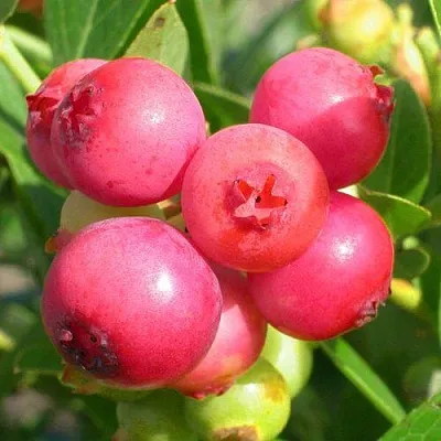 Голубика ПИНК ЛИМОНАД в Саранске