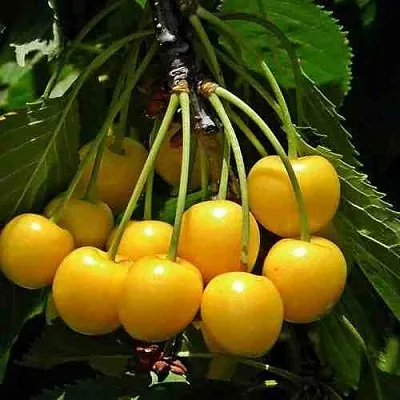 Черешня ЧЕРМАШНАЯ  Черешня ЧЕРМАШНАЯ в Саранске