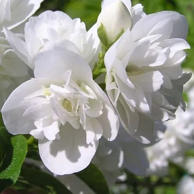 Жасмин ЖИРАНДОЛЬ в Саранске