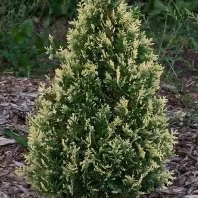 Туя БРАБАНТ ВАРИЕГАТТА западная — описание сорта Туя БРАБАНТ ВАРИЕГАТТА западная в Саранске