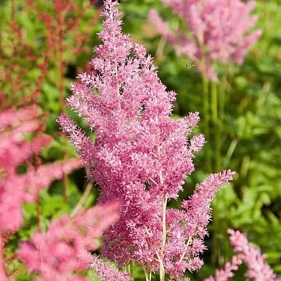Астильба РЕЙНЛЕНД японская  Астильба РЕЙНЛЕНД японская в Саранске