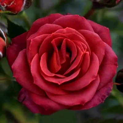 Саженцы роз ЧОКОЧИНО спрей  Саженцы роз ЧОКОЧИНО спрей в Саранске