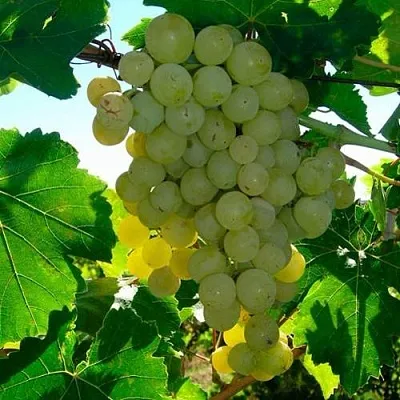 Виноград КИШМИШ МУСКАТНЫЙ в Саранске