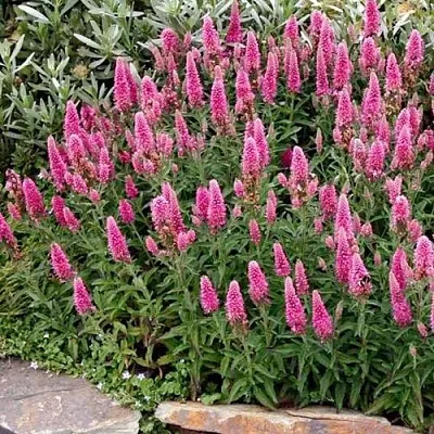 Вероника РОЗЕА колосковая  Вероника РОЗЕА колосковая в Саранске