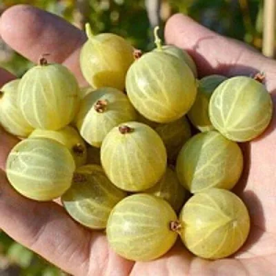 Крыжовник БЕРИЛЛ в Саранске