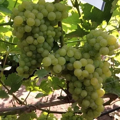 Виноград КИШМИШ 311 в Саранске