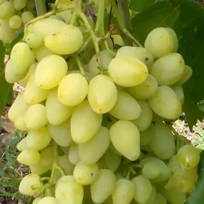 Виноград ЗАРНИЦА в Саранске