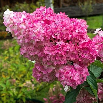 Гортензия МЕГА МИНДИ метельчатая в Саранске