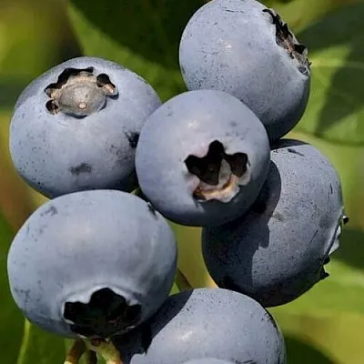 Голубика ЧАНДЛЕР в Саранске