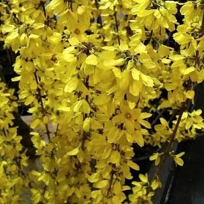 Форзиция ГОЛДРАУШ  Форзиция ГОЛДРАУШ в Саранске