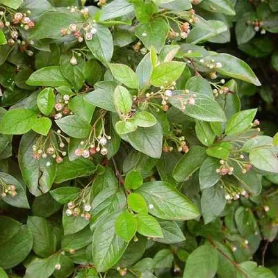 Кизильник блестящий в Саранске