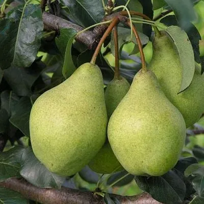 Груша ОРЛОВСКАЯ ЛЕТНЯЯ в Саранске