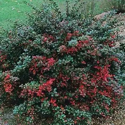 Барбарис РЕД ДЖЕВЕЛ средний   Барбарис РЕД ДЖЕВЕЛ средний  в Саранске