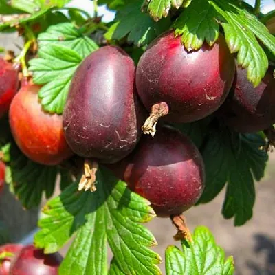 Крыжовник ЧЕРНОСЛИВОВЫЙ в Саранске