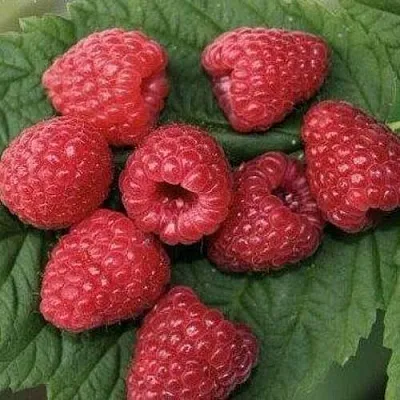 Малина ЗЮГАНА  Малина ЗЮГАНА в Саранске