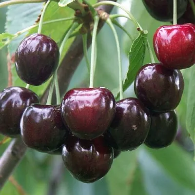 Черешня ЛЮБИМИЦА АСТАХОВА  Черешня ЛЮБИМИЦА АСТАХОВА в Саранске