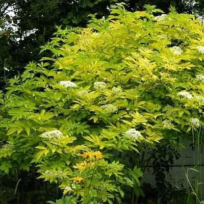 Бузина черная АУРЕА  Бузина черная АУРЕА в Саранске