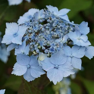 Гортензия БЛЮ ДЕКЛ пильчатая  Гортензия БЛЮ ДЕКЛ пильчатая в Саранске