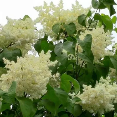 Сирень АМУРСКАЯ в Саранске