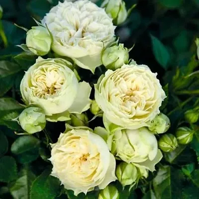 Саженцы роз БЛАНШЕТТ спрей  Саженцы роз БЛАНШЕТТ спрей в Саранске