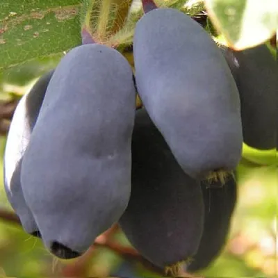 Жимолость съедобная КРУПНОПЛОДНАЯ  Жимолость съедобная КРУПНОПЛОДНАЯ в Саранске