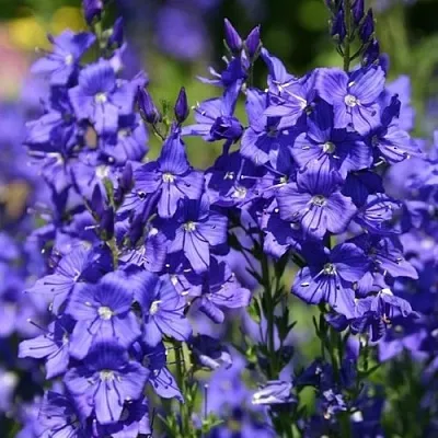 Вероника австрийская  Вероника австрийская в Саранске