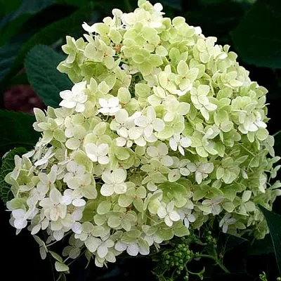Гортензия СТЕРИЛИС древовидная  в Саранске