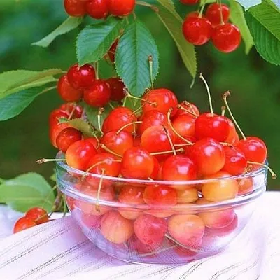 Черешня НАСЛАЖДЕНИЕ  Черешня НАСЛАЖДЕНИЕ в Саранске