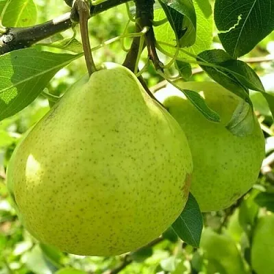 Груша ДАЛИКОР колонновидная  Груша ДАЛИКОР колонновидная в Саранске