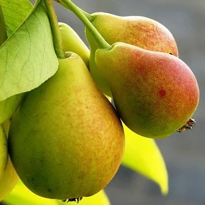 Груша в Саранске