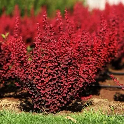 Барбарис ОРАНЖ РОКЕТ тунберга  Барбарис ОРАНЖ РОКЕТ тунберга в Саранске