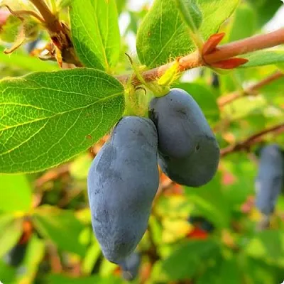 Жимолость съедобная БОРЕАЛ БЛИЗЗАРД (СЕВЕРНАЯ МЕТЕЛЬ)  Жимолость съедобная БОРЕАЛ БЛИЗЗАРД (СЕВЕРНАЯ МЕТЕЛЬ) в Саранске