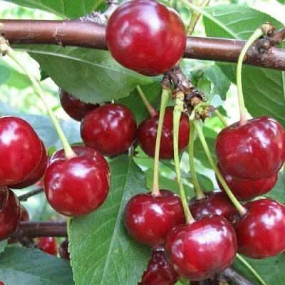 Вишня ТУРГЕНЕВКА в Саранске