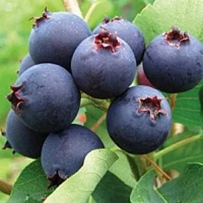 Ирга в Саранске