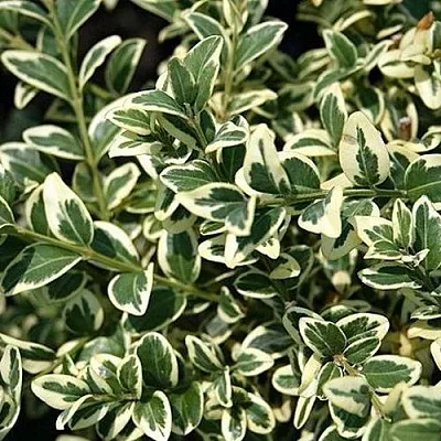 Бирючина ВАРИЕГАТУМ овальнолистная в Саранске